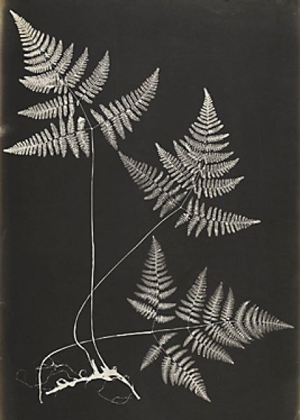 Featured image for the project: Snow Leaves Ferns: An Online Exhibition about the Work of Cecilia Glaisher