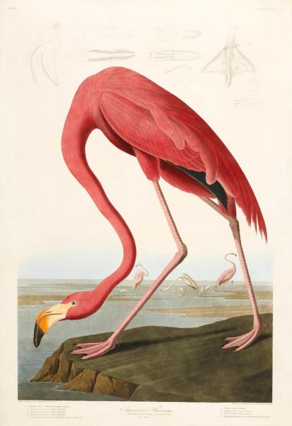 Featured image for the project: American flamingo from Birds of America