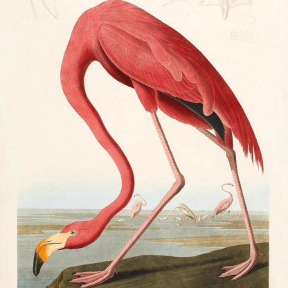 A highlight image for A flamingo