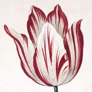 An Olinda Tulip