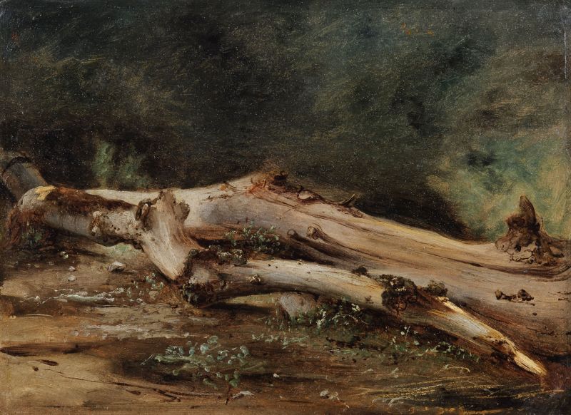 Featured image for the project: Study of a Fallen Dead Tree