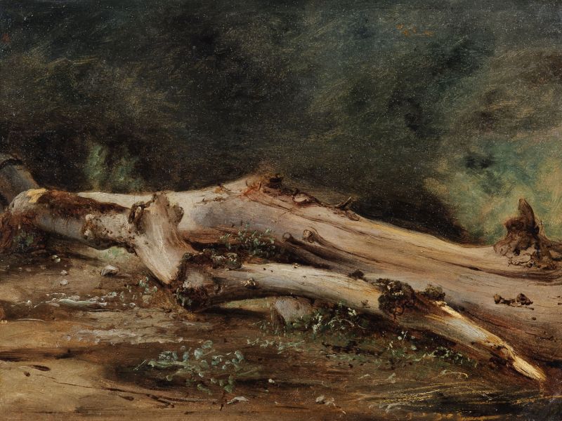Highlight image for Study of a Fallen Dead Tree