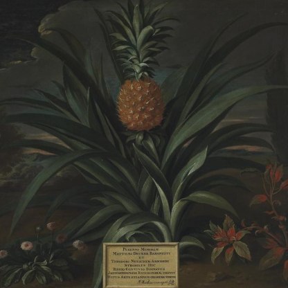 A highlight image for Theodorus Netscher, Pineapple grown in Sir Matthew Decker's garden at Richmond, Surrey, 1720, oil on canvas. Photo © the Fitzwilliam Museum, University of Cambridge.